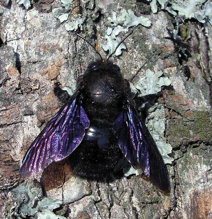 Пчела-плотник