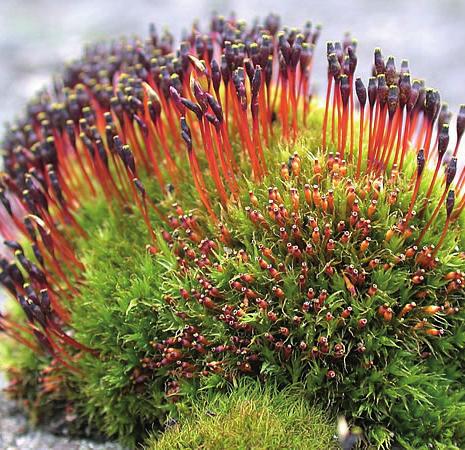 Тетраплодон суженный