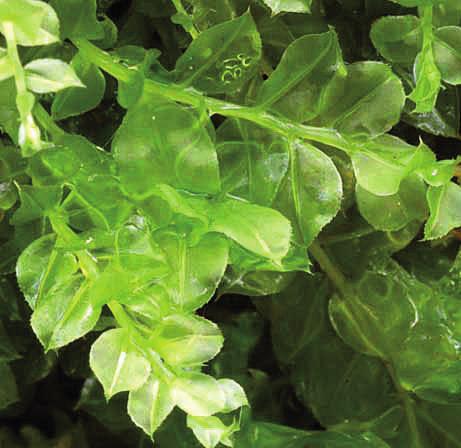 Плагиомний Драммонда