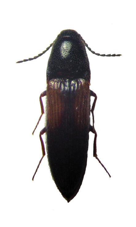 Сибирский щелкун