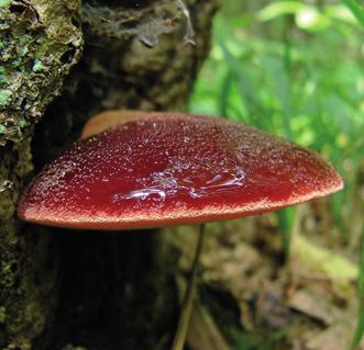 Печеночница обыкновенная