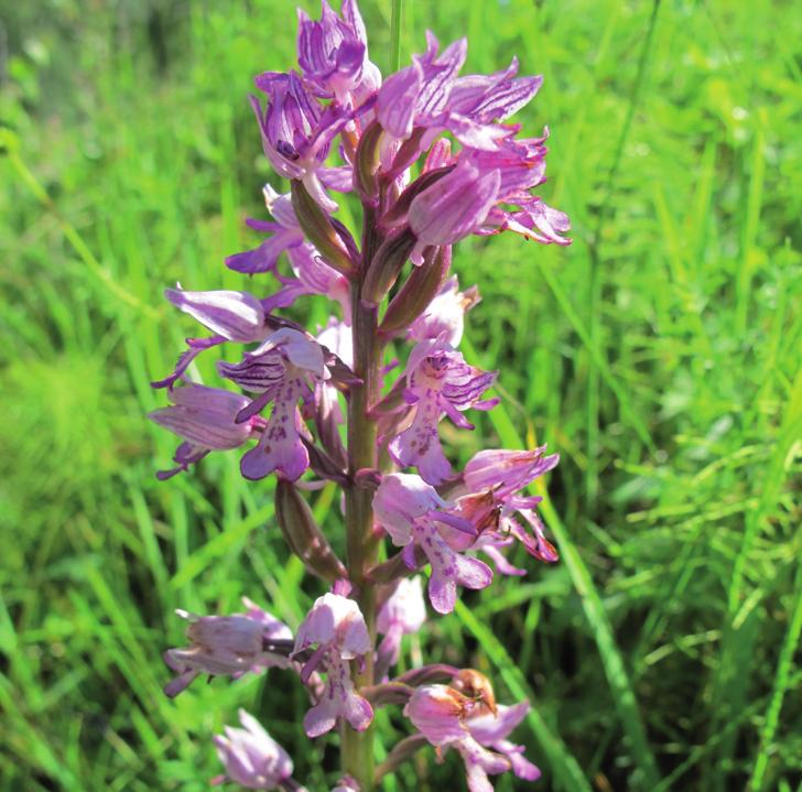 Ятрышник шлемоносный