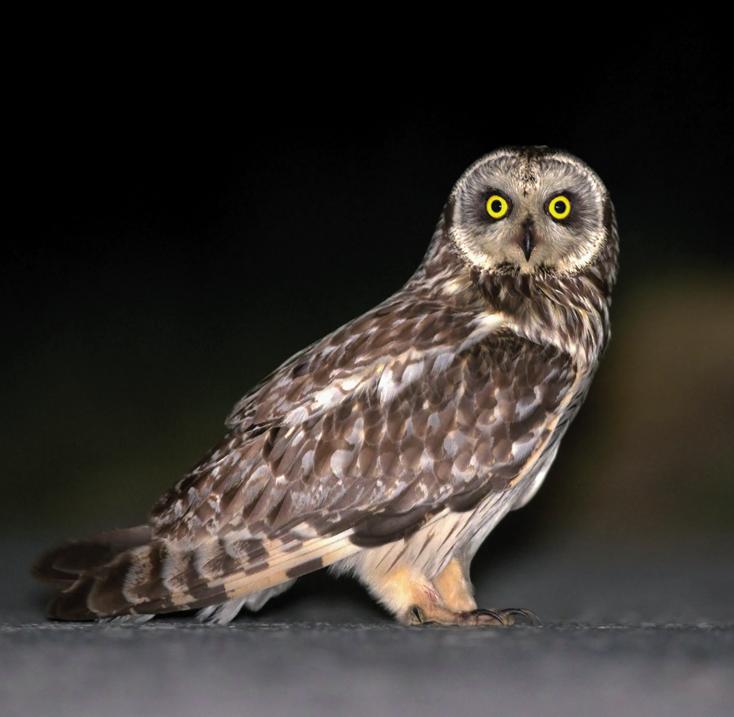 Болотная сова