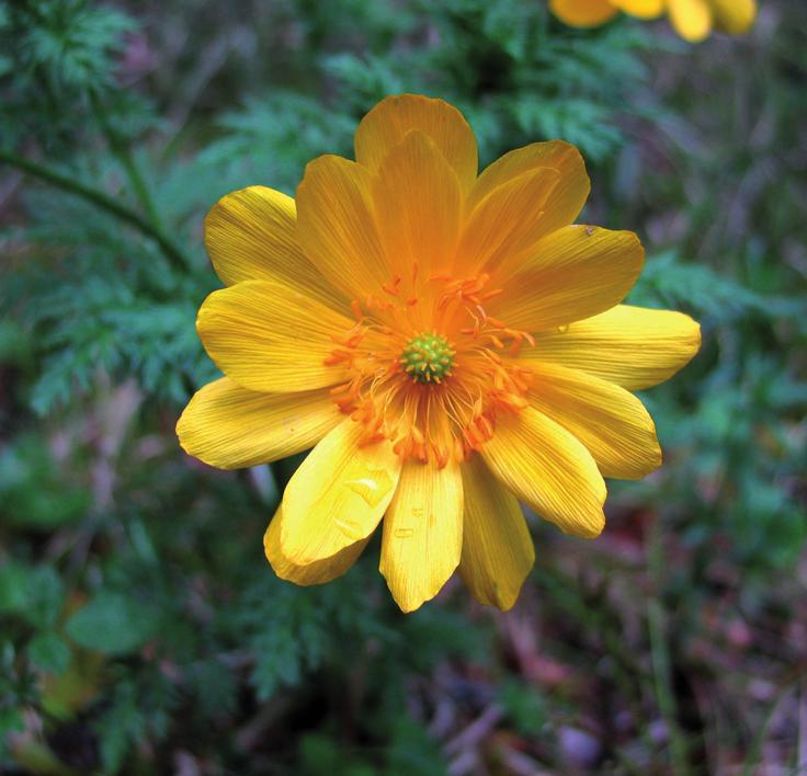 Адонис сибирский