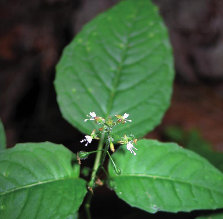 Двулепестник парижский