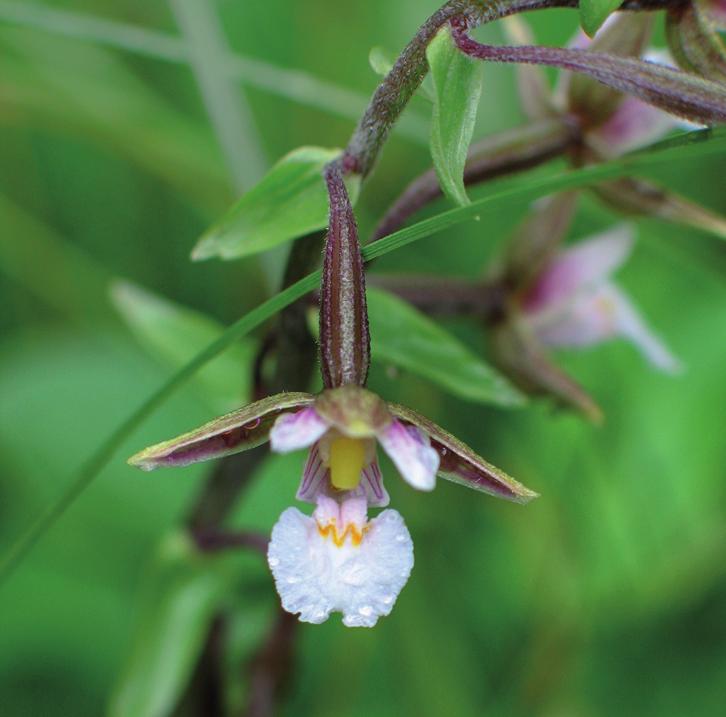 Дремлик болотный