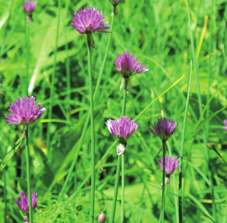 Лук скорода