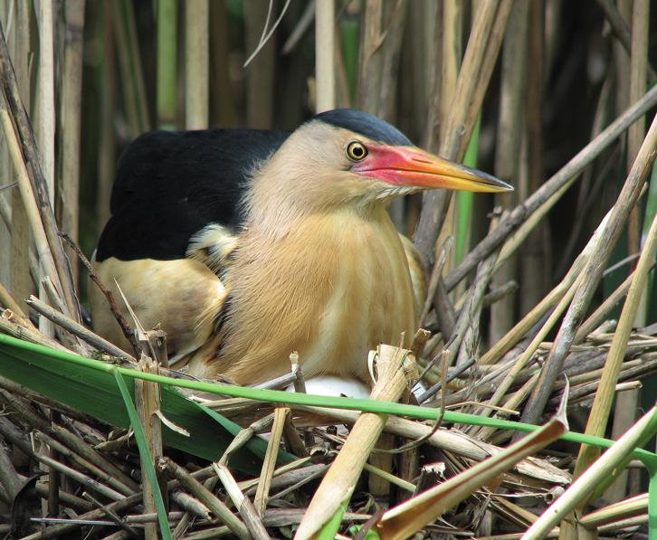 Малая выпь (Волчок)