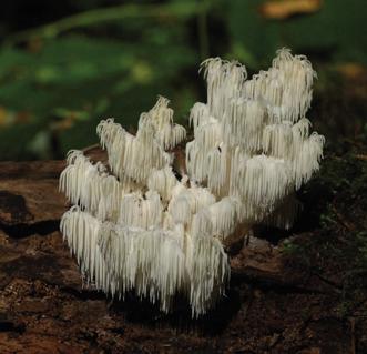 Гериций коралловидный