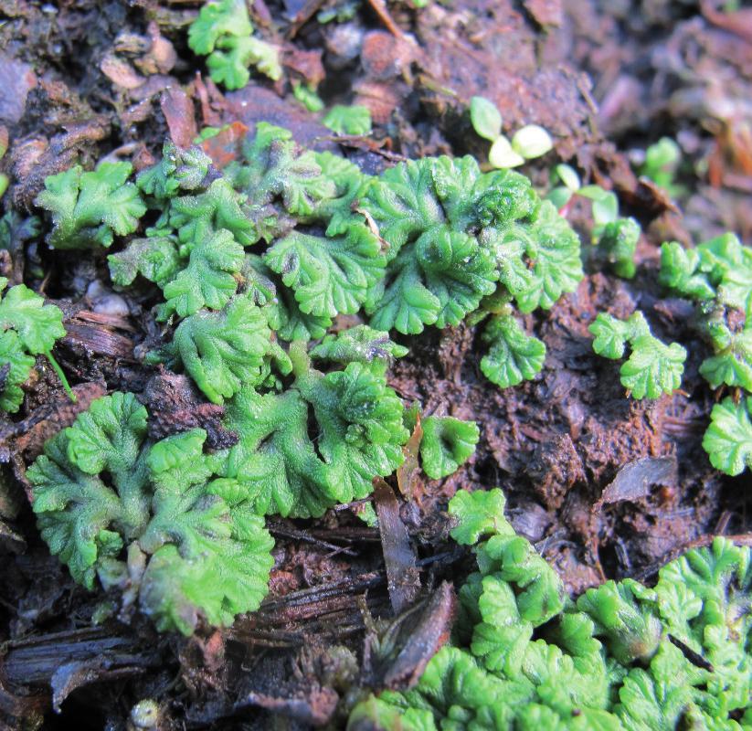 Риччиокарп плавающий