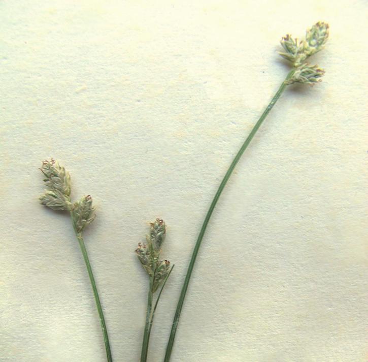 Осока тонкоцветковая