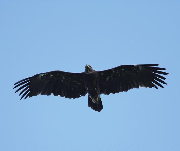 Большой подорлик