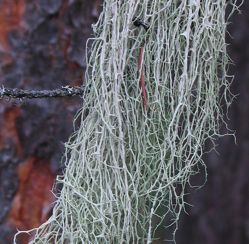 Эверния растопыренная