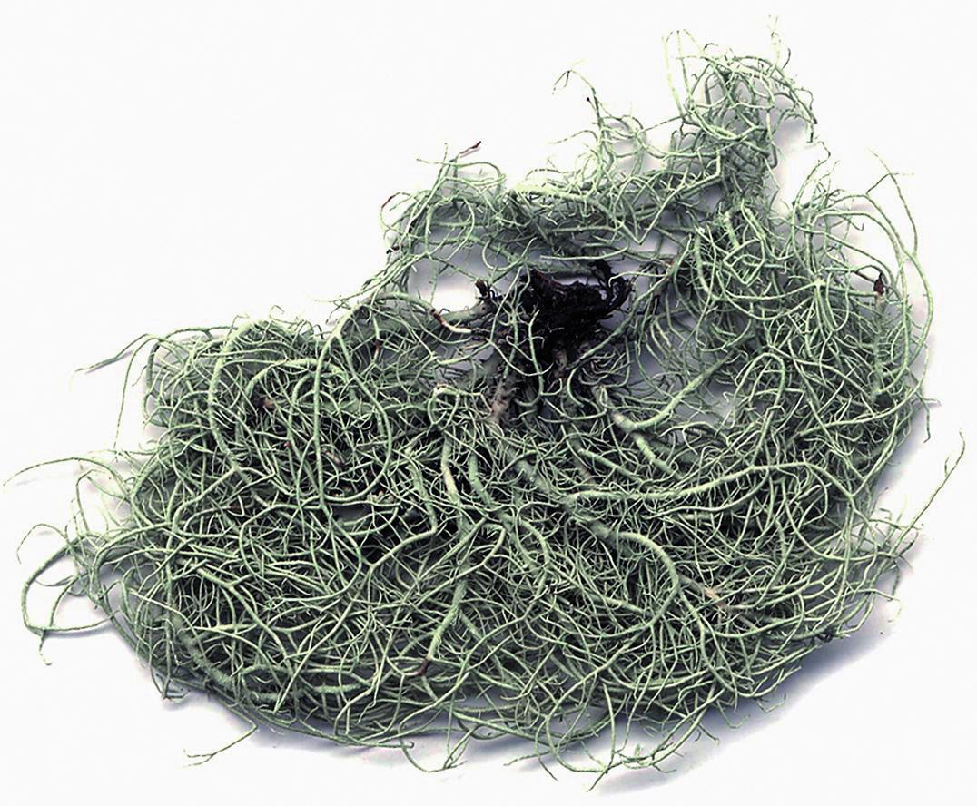 Уснея ломающаяся