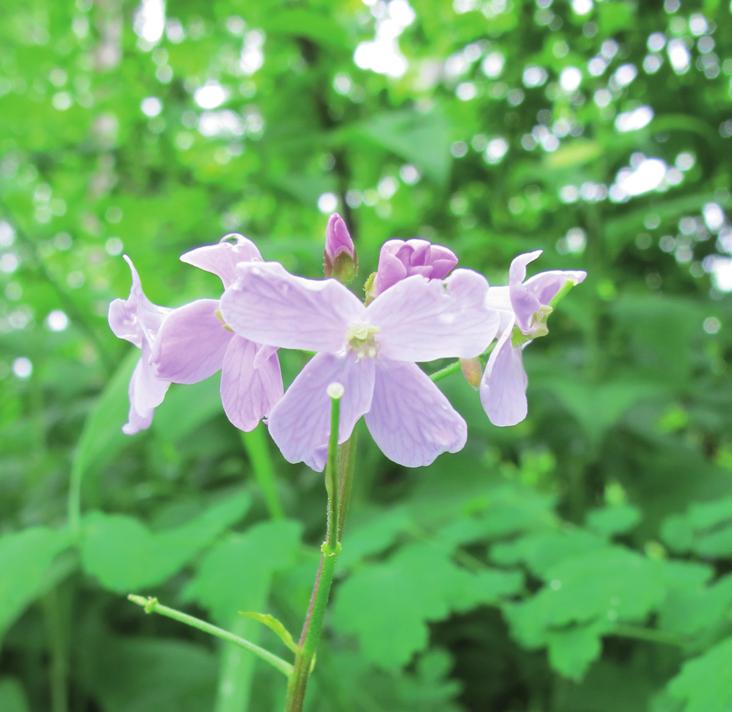 Сердечник крупнолистный