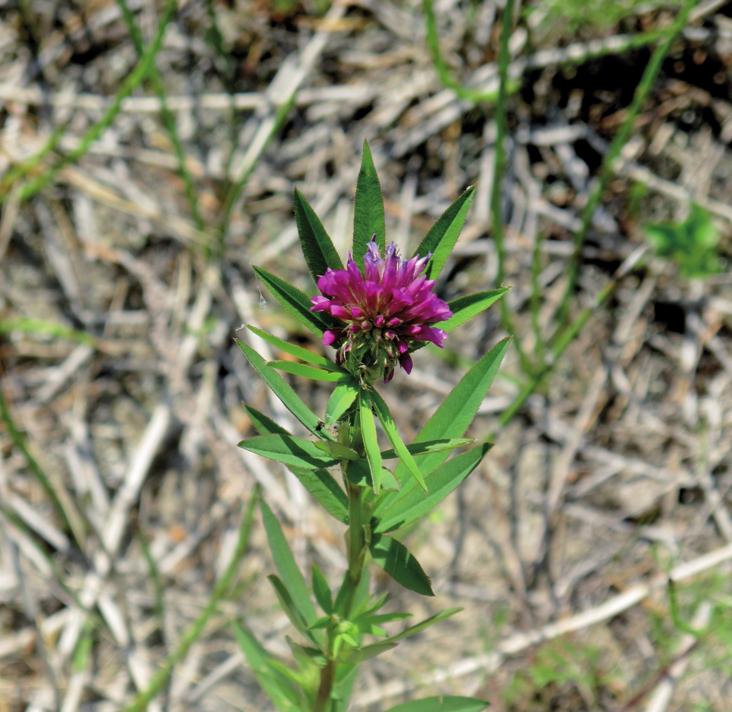 Клевер люпиновый