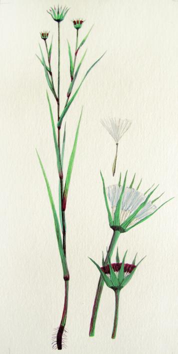 Козлобородник сибирский