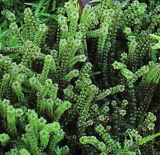 Палюделла растопыренная