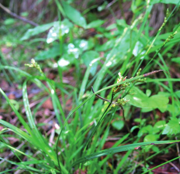 Осока птиценожковая