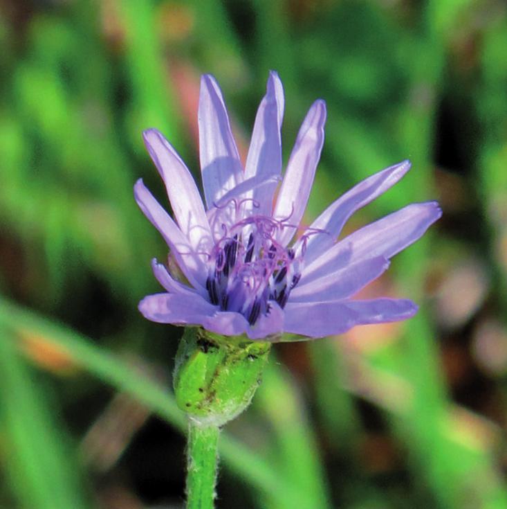 Козелец пурпуровый