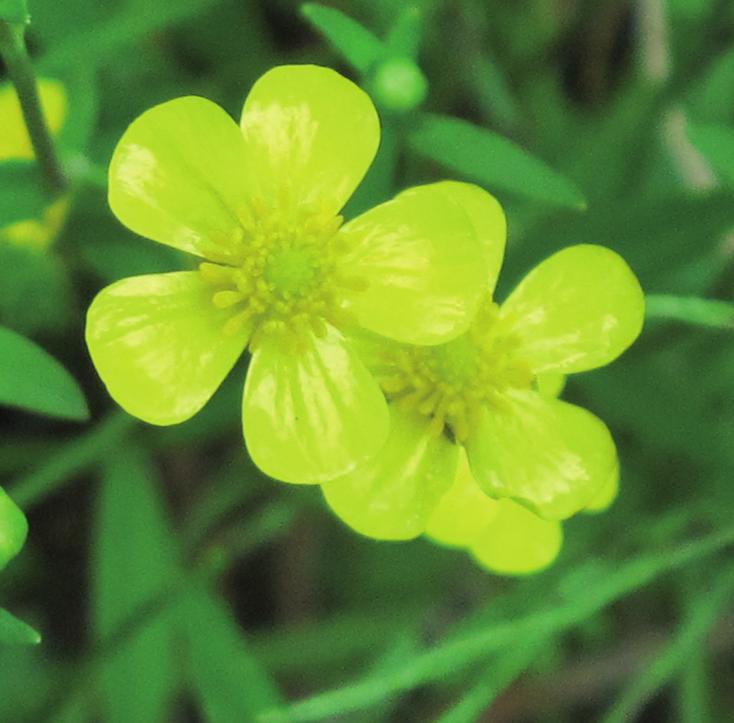 Лютик жгучий