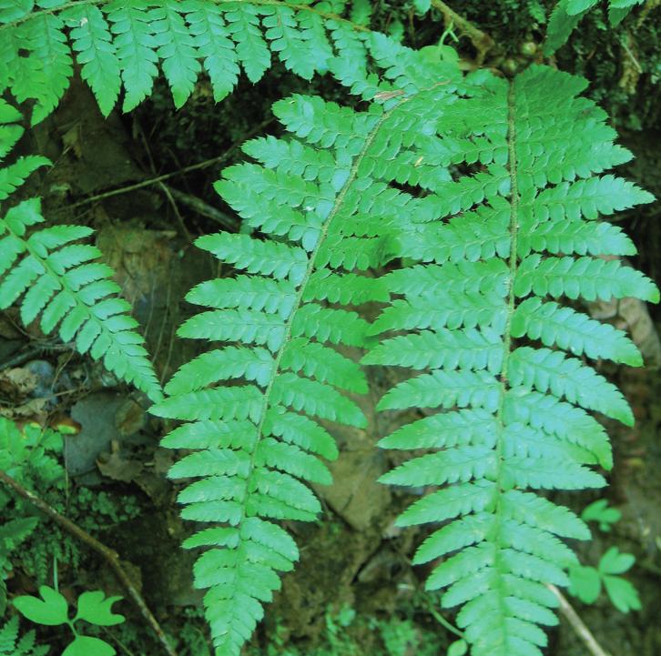 Многорядник Брауна