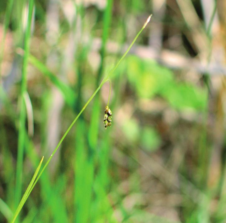 Осока волосовидная