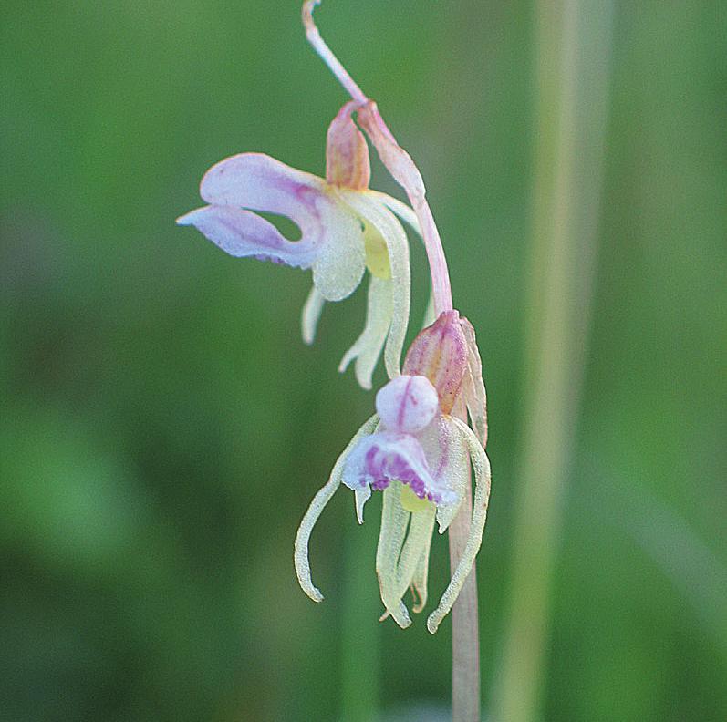 Надбородник безлистный