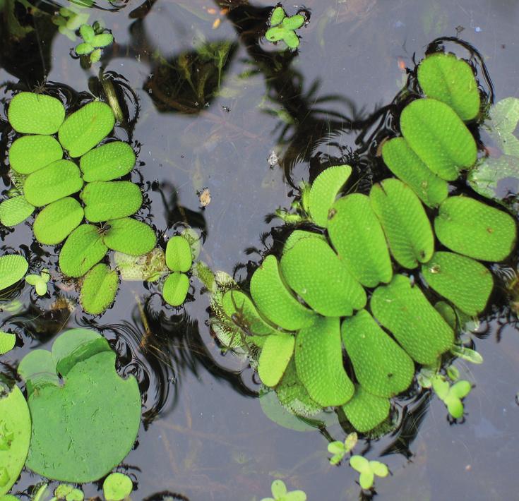 Сальвиния плавающая