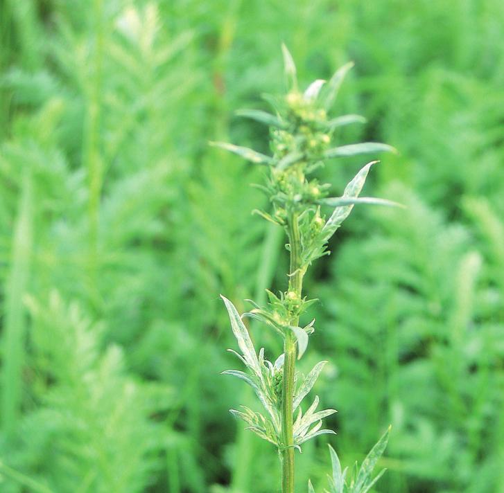 Полынь армянская