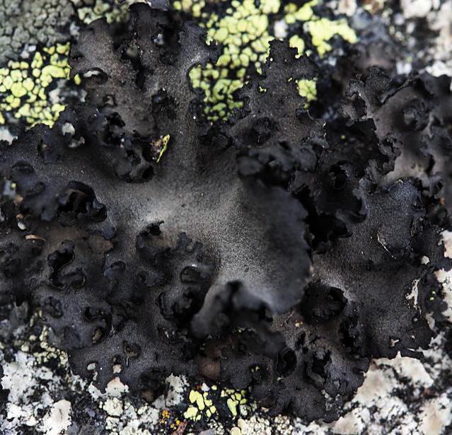 Умбиликария многолистная