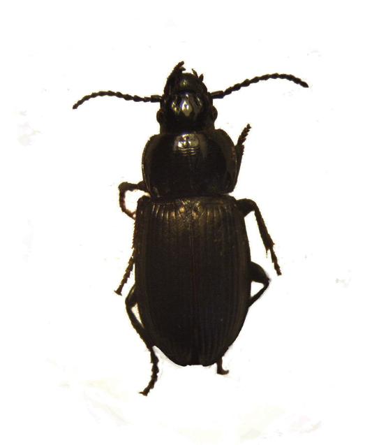 Уренгайский птеростих