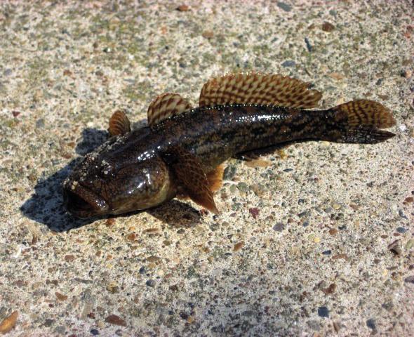 Обыкновенный подкаменщик