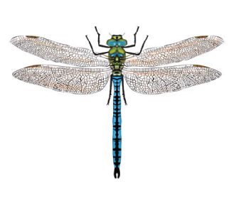 Дозорщик-император