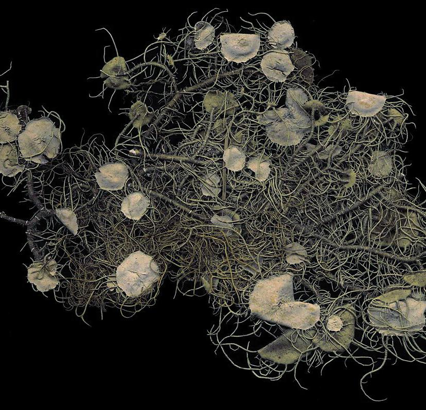 Уснея цветущая