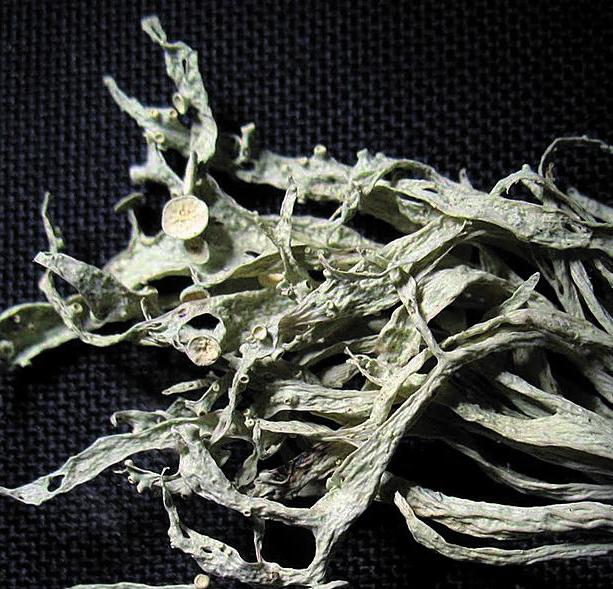 Рамалина ясеневая