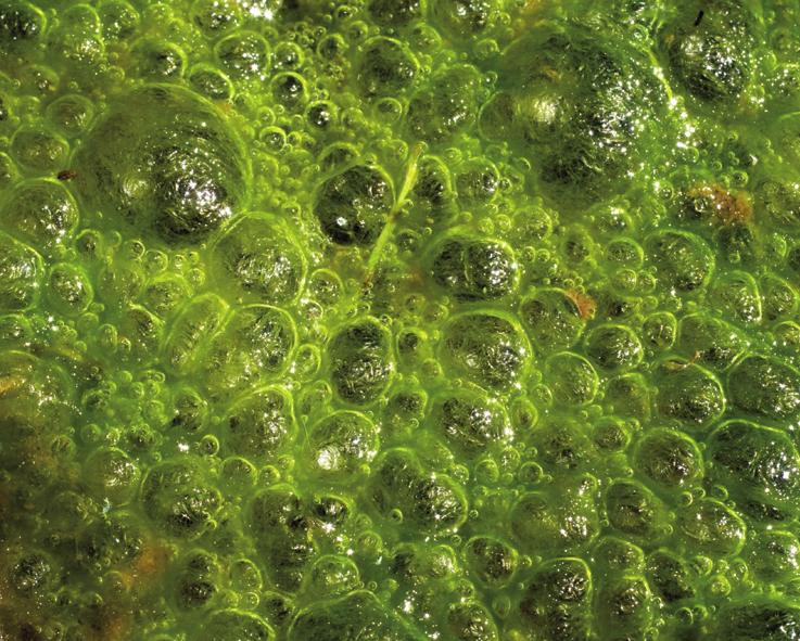 Трибонема микрохлорон