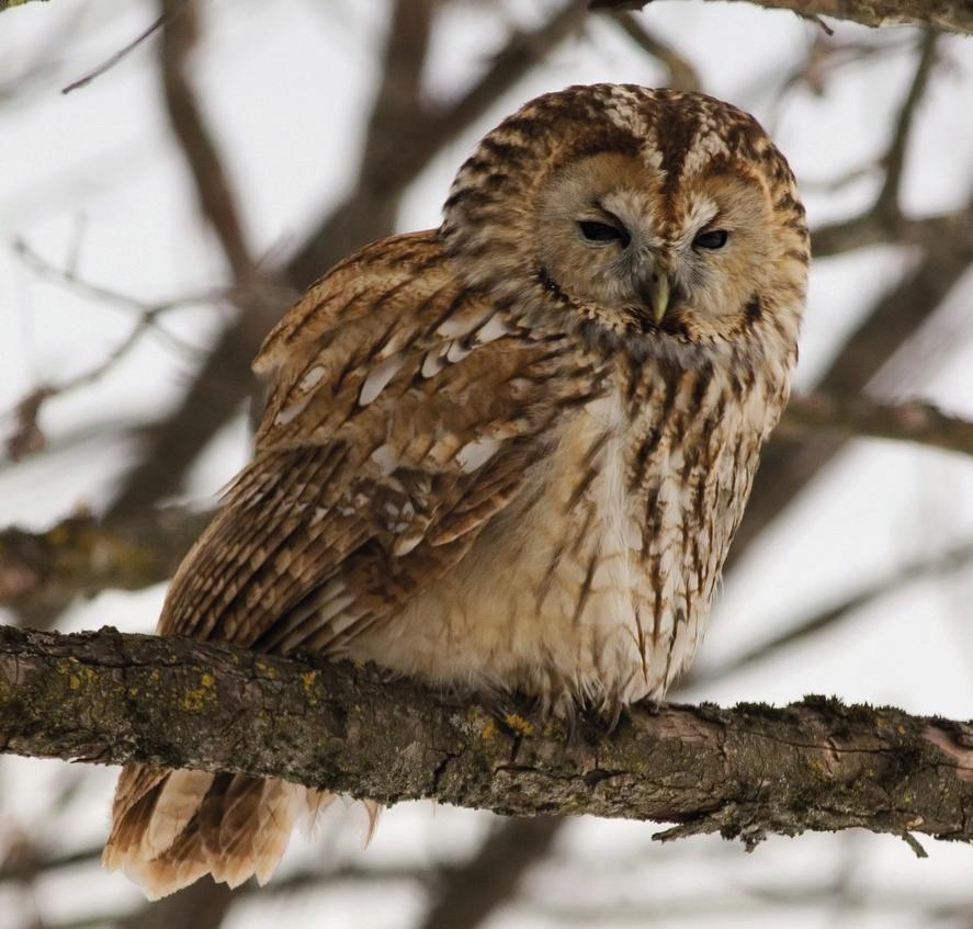 Серая (обыкновенная) неясыть