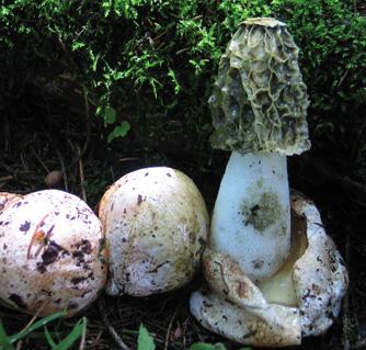 Веселка обыкновенная