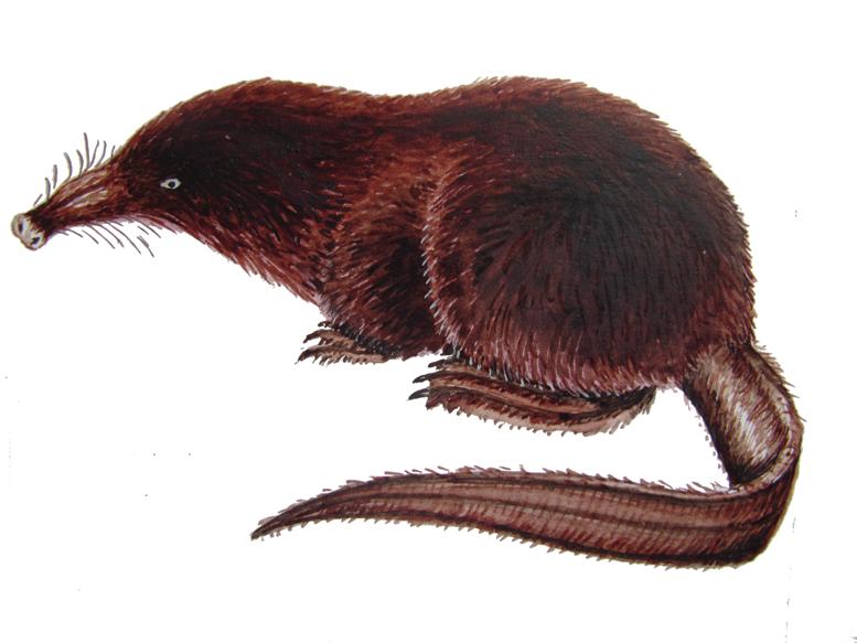 Русская выхухоль