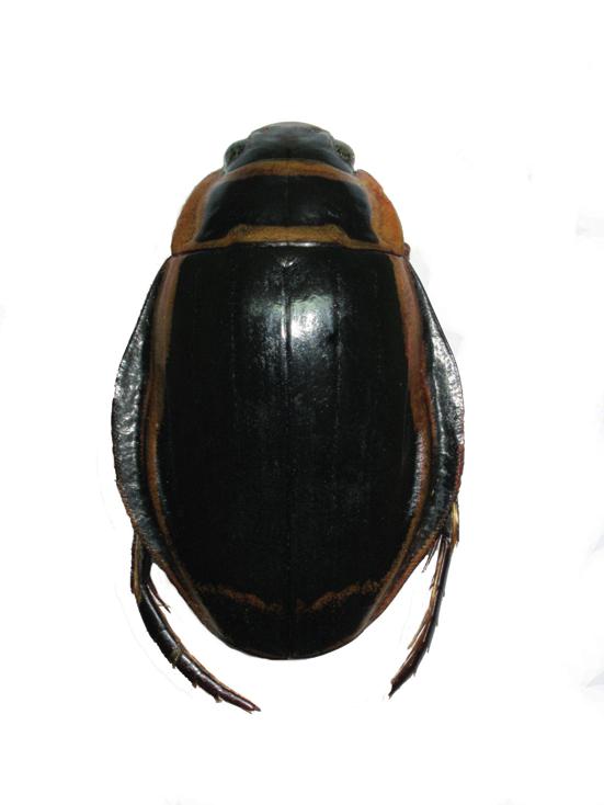 Широчайший плавунец