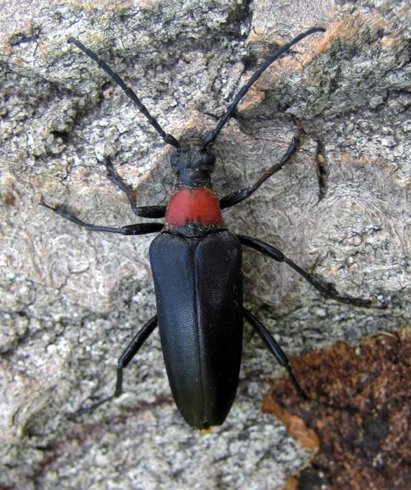 Красногрудая макролептура