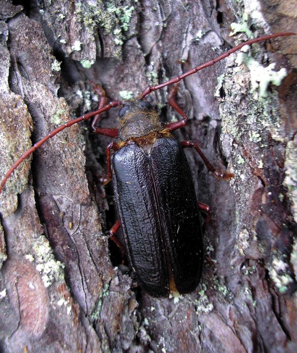 Косматогрудый дровосек-дубильщик
