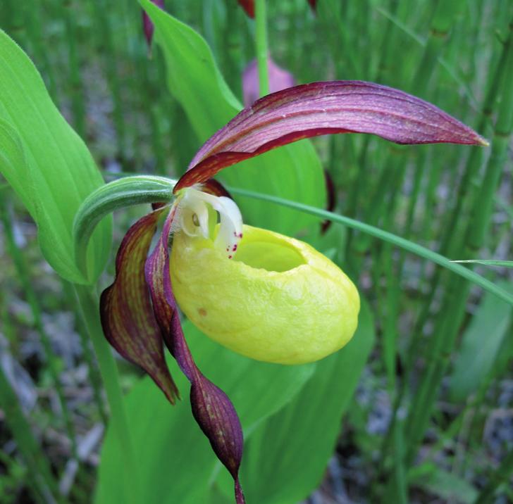 Венерин башмачок настоящий