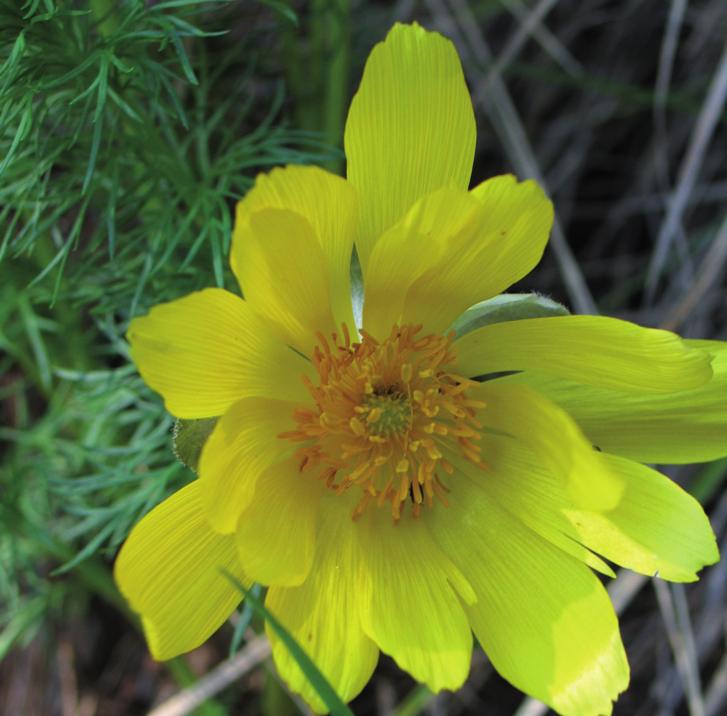 Горицвет весенний