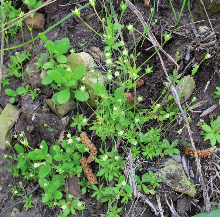 Проломник удлиненный