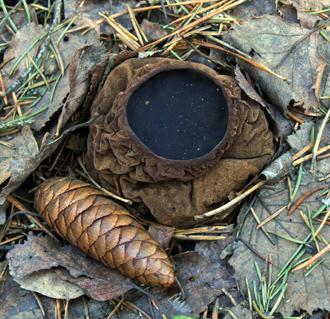 Саркосома шаровидная