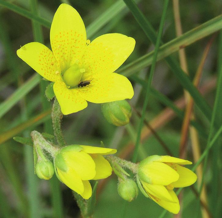 Камнеломка болотная