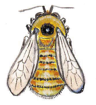 Пятнистоспинный шмель