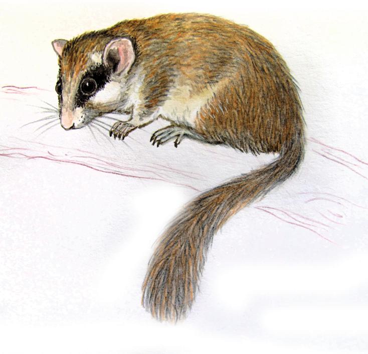 Лесная соня